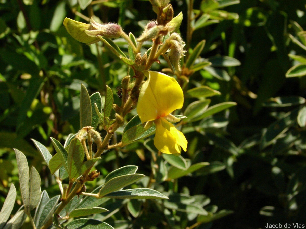 Cajanus trinervius (DC.) Maesen